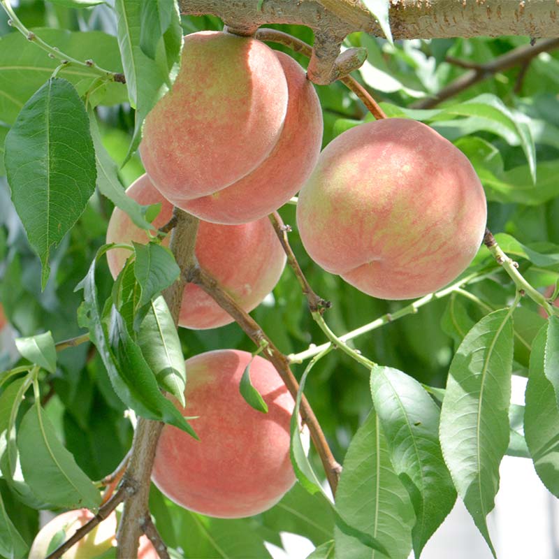 【ふるさと納税】 ≪2026年先行予約≫ 8月発送 山形県産 品種おまかせ 白桃 約3kg（8～12玉） 秀品 2026年8月上旬から順次発送 桃 もも モモ 果物 くだもの 夏果実 フルーツ 産地直送 山形県 西川町 月山 FYN6-115var サムネイル2