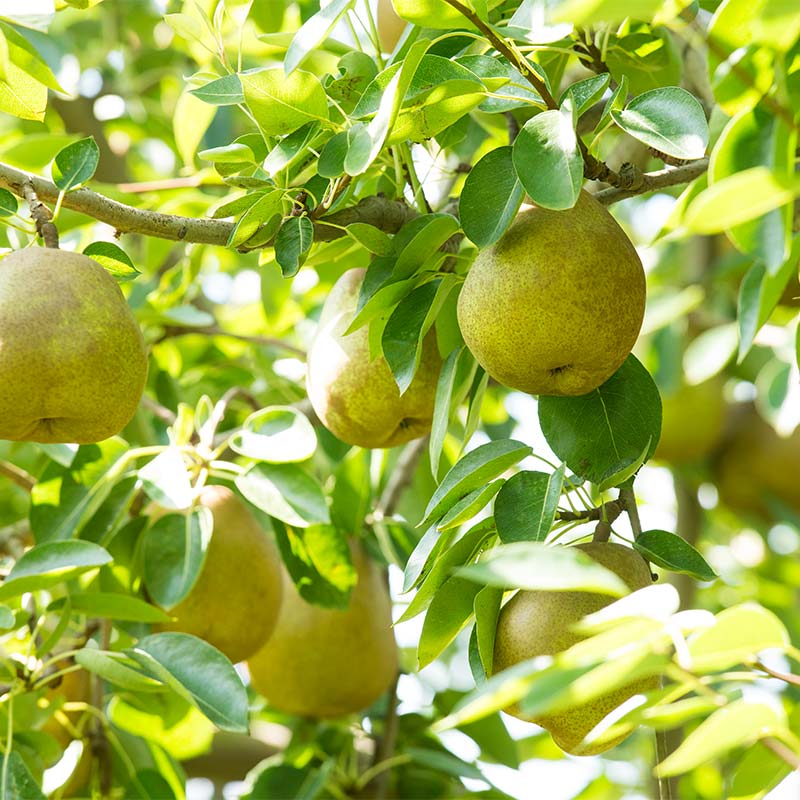 【ふるさと納税】 贈答用 山形県産 洋梨 ラ・フランス【選べる容量】約2～5kg(5～16玉) 2025年11月上旬から順次発送 洋梨 洋なし ラフランス 秋果実 果物 くだもの フルーツ 贈答 贈り物 ギフト プレゼント 産地直送 山形県 西川町 月山 FYN6-163var サムネイル2