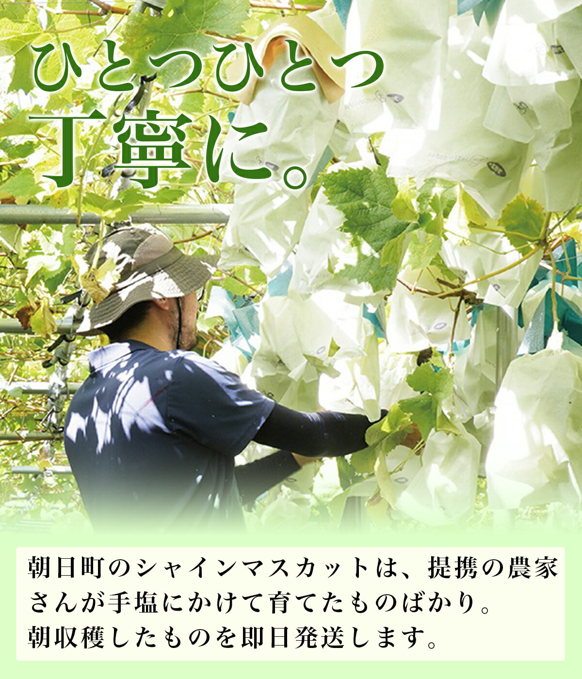 【ふるさと納税】ぶどう シャインマスカット 特秀 1.2kg以上 2房 農家直送 山形県 朝日町産 山形産 ぶどう ブドウ 葡萄 果物 フルーツ 秋 先行予約 送料無料 サムネイル2