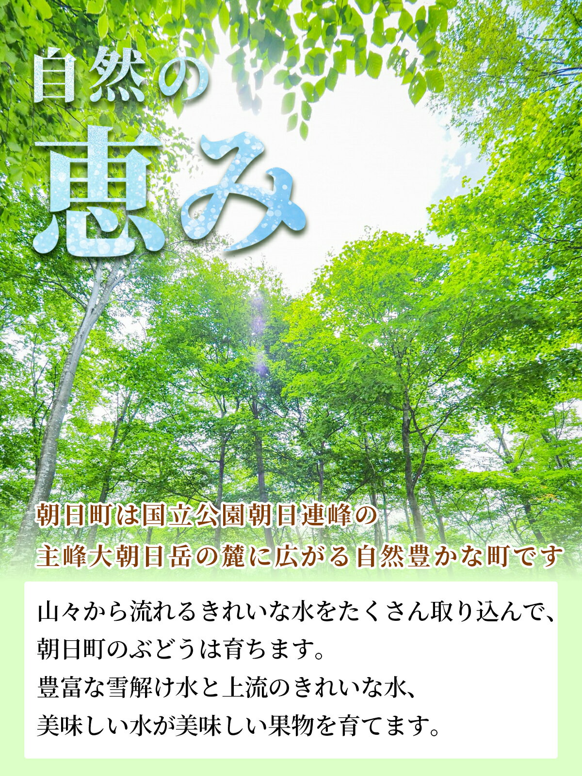 【ふるさと納税】ぶどう シャインマスカット 特秀 1.2kg以上 2房 農家直送 山形県 朝日町産 山形産 ぶどう ブドウ 葡萄 果物 フルーツ 秋 先行予約 送料無料 サムネイル3