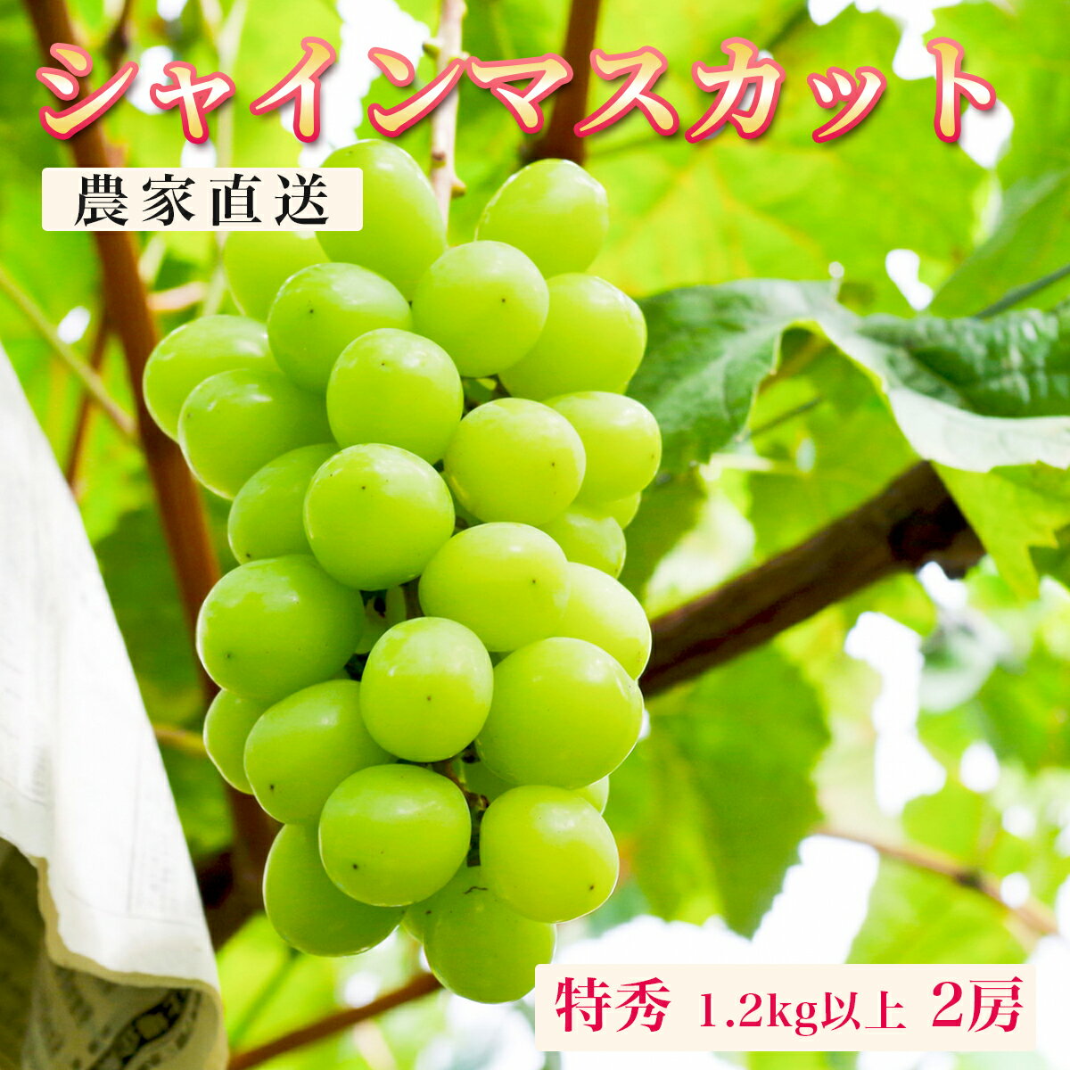 ぶどう シャインマスカット 特秀 1.2kg以上 2房 農家直送 山形県 朝日町産 山形産 ぶどう ブドウ 葡萄 果物 フルーツ 秋 先行予約 送料無料