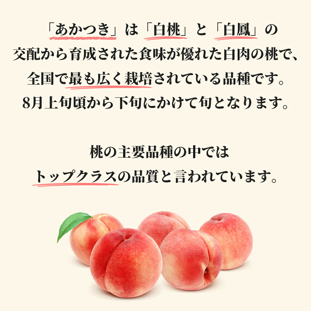 【ふるさと納税】 白桃 あかつき 3kg 9～12個 秀品 山形県 朝日町産 農家直送 山形産 もも モモ 桃 ピーチ 果物 先行予約 フルーツ 夏 送料無料 - 画像3