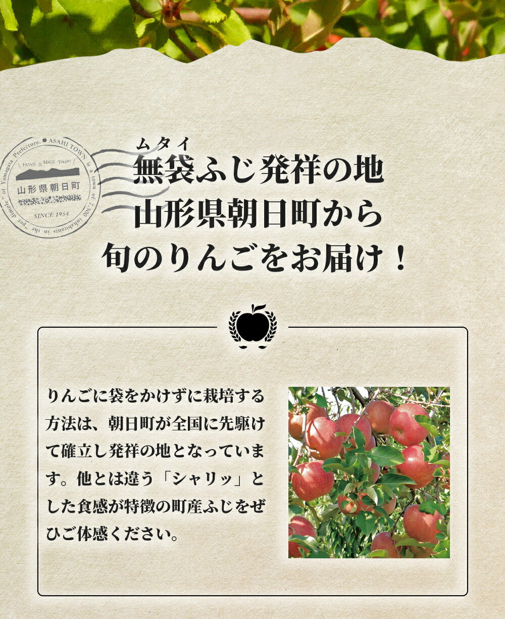 【ふるさと納税】りんご 山形県 朝日町産 ご家庭用 訳あり「サンふじ」10kg (36～46玉)　山形県産 特産 果物 フルーツ リンゴ 林檎 秋 冬 送料無料 サムネイル2