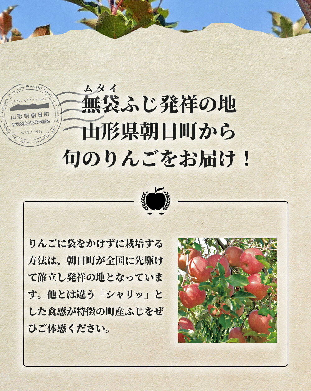 【ふるさと納税】＜先行予約＞ りんご 【 ご家庭用 訳あり 】 サンふじ 5kg 【2026年11月下旬～発送】 山形県 朝日町産 農家直送 山形県産 特産 果物 フルーツ リンゴ 林檎 秋 冬 送料無料 - 画像2