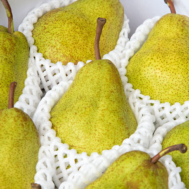 エルドラド 洋梨 特秀 3kg詰め 山形産 農家直送 山形 特産 産地直送 果物 フルーツ 冬 山形県 朝日町産 送料無料 先行予約