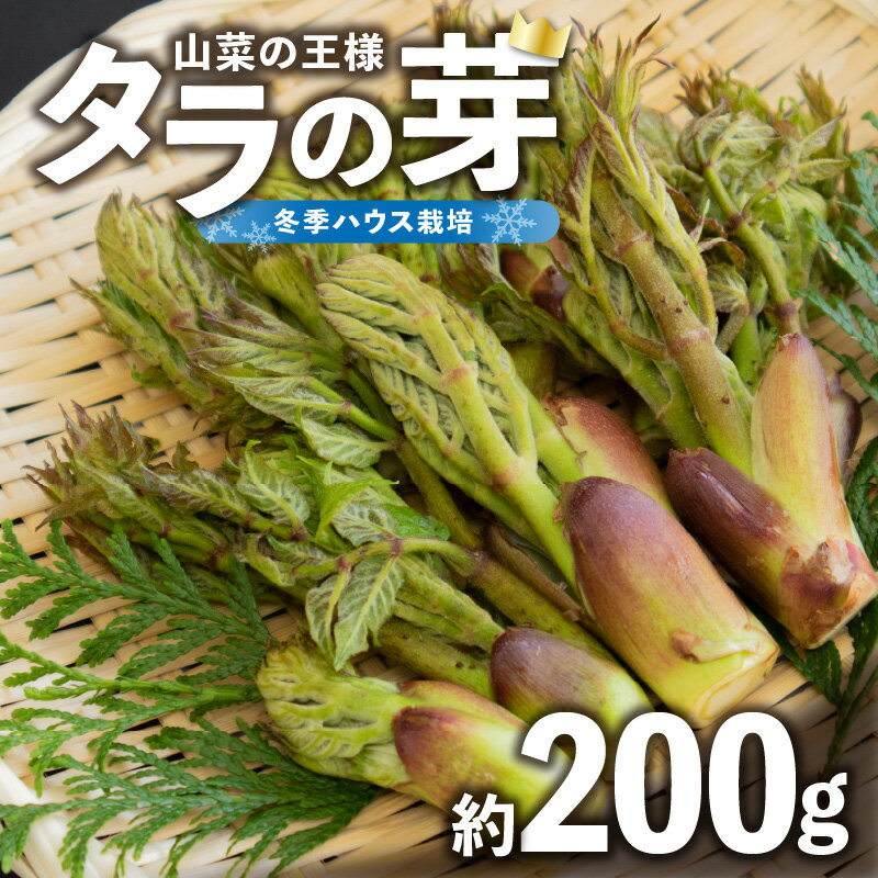 《先行予約》タラの芽 約200g 【2026年3月中旬～順次発送予定】 山形県 大江町 タラの芽 山菜 天ぷら