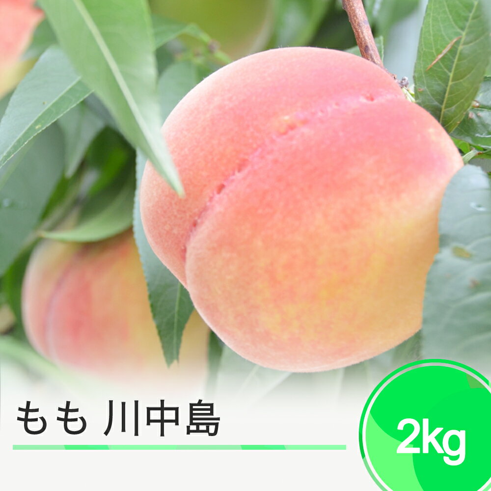 【先行予約】もも 桃 川中島 約2kg 2026年産 令和8年産 果物 フルーツ 果樹 送料無料 ja-moknx2 ※沖縄・離島への配送不可