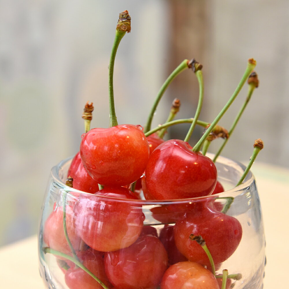 【ふるさと納税】さくらんぼ 紅秀峰 秀2L 500g 2026年産 令和8年産 山形県産 ふるさと納税 果物 くだもの フルーツ 期間限定 冷蔵配送 先行受付 グルメ 取り寄せ ご当地 特産 産地 直送 送料無料 東北 山形県 人気 ry-bss2b500 サムネイル3