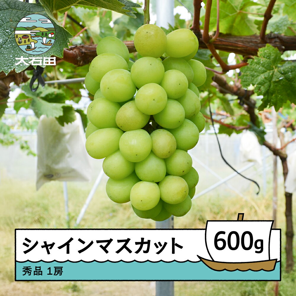 【先行予約】 シャインマスカット 約600g 1房 令和8年産 2026年産 ぶどう ry-busmx600 ※沖縄・離島への配送不可