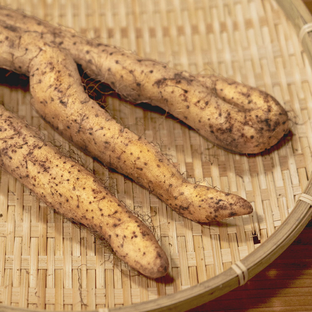 【ふるさと納税】 自然薯 訳あり 雪国育ちの自然薯 約500g 野菜 芋 いも 山形県産 oz-ziwxx500 - 画像3