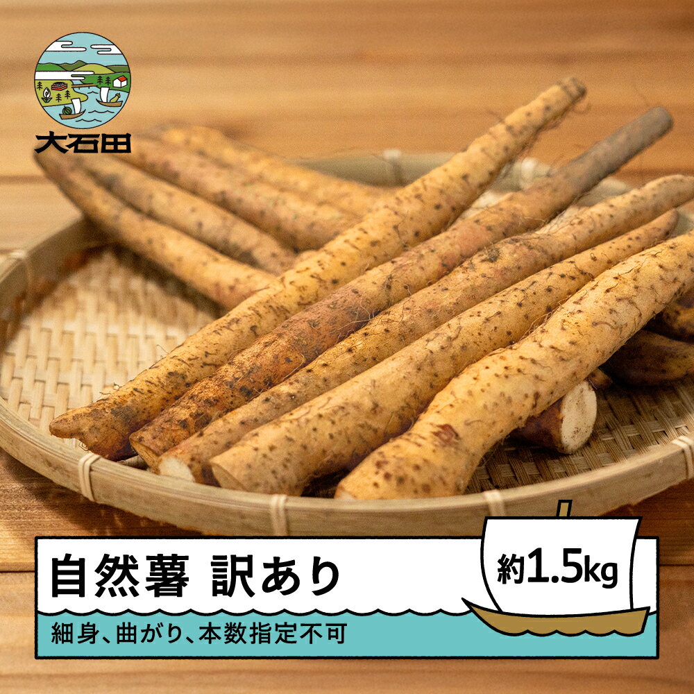 自然薯 訳あり 雪国育ちの自然薯 約1.5kg 野菜 芋 いも 山形県産 oz-ziwxx1500