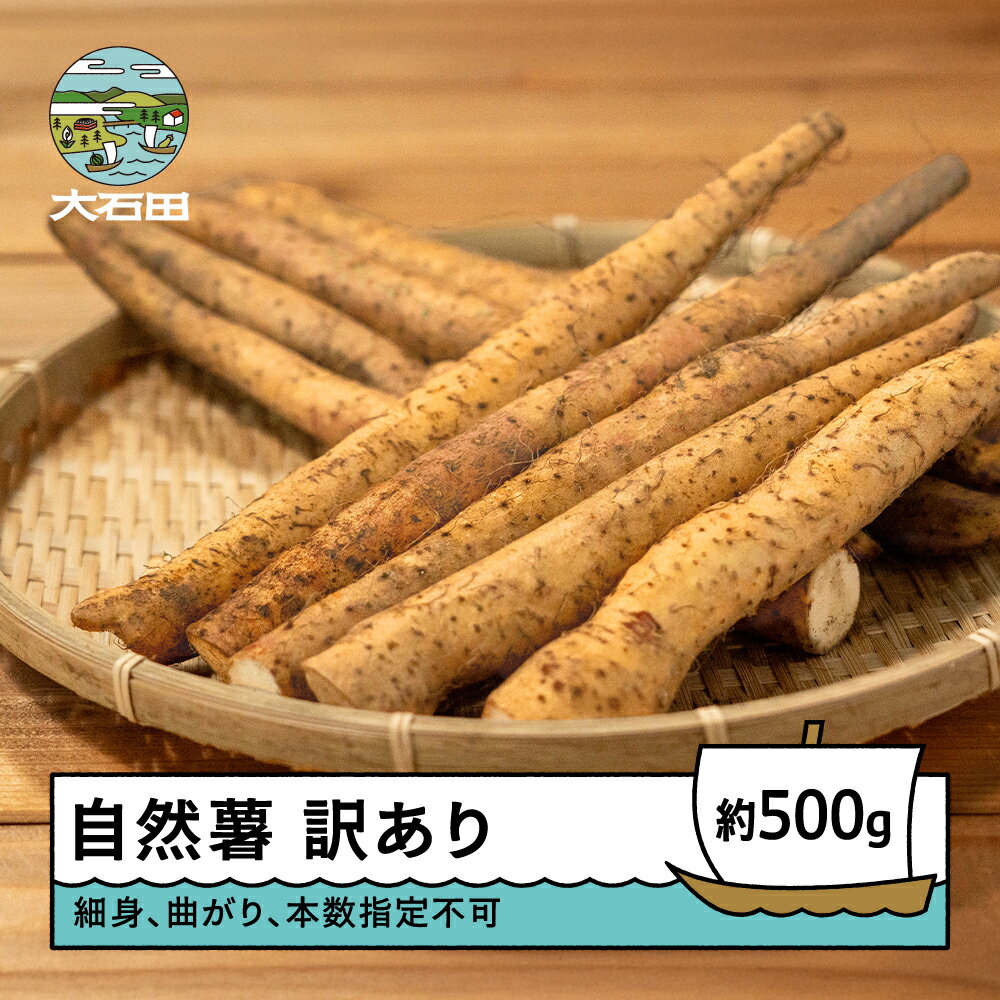 自然薯 訳あり 雪国育ちの自然薯 約500g 野菜 芋 いも 山形県産 oz-ziwxx500