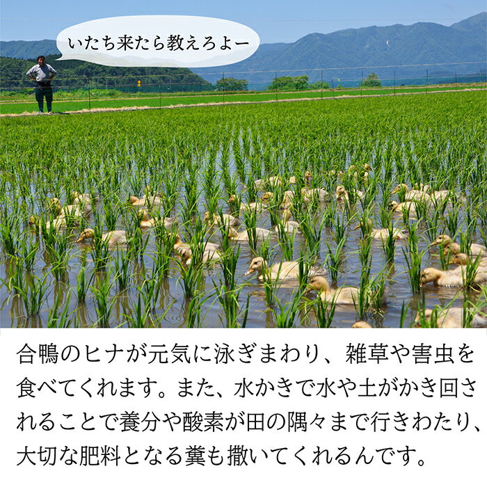 【ふるさと納税】【希少品種】【令和7年産】特別栽培米　夢まどか5kg - 画像2