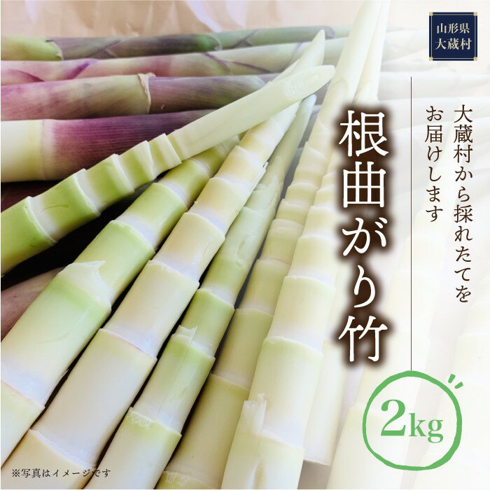 根曲がり竹　約2kg