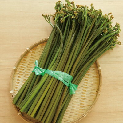 【ふるさと納税】大蔵村産　生わらび3kg - 画像2