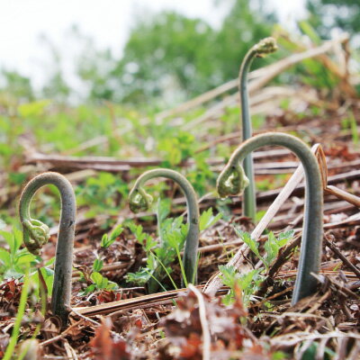 【ふるさと納税】大蔵村産　生わらび3kg - 画像3