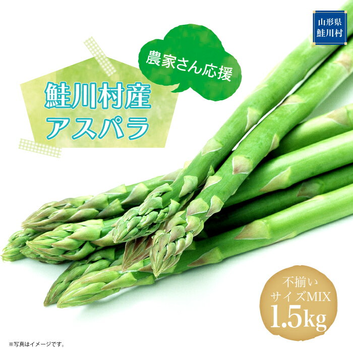 農家さん応援！！ 鮭川村産 アスパラガス 不揃いサイズ MIX 1.5kg