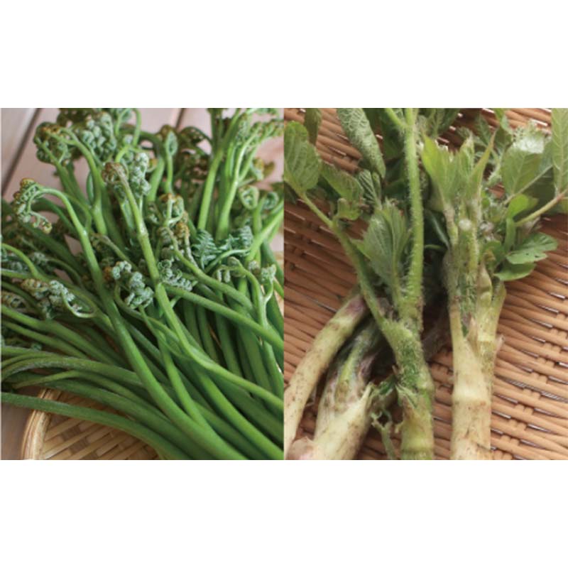 【ふるさと納税】 山形県 戸沢村産 寺台農園 自慢の山菜セット 3種6個(わらび水煮2袋、うど水煮2袋、山菜ミックス2袋) 国産 山菜 さんさい 野菜 やさい 山の幸 水煮 小分け 家庭 自宅 調理 加工品 山形県 戸沢村 F7W-0001 - 画像3