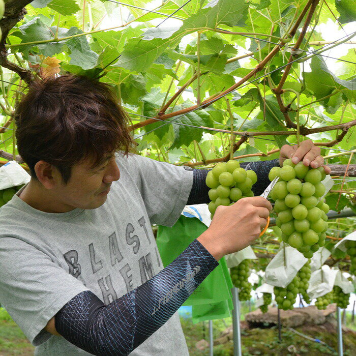 【ふるさと納税】 【期間限定発送】 ぶどう 3種 食べ比べ セット ( シャインマスカット ピオーネ クイーンニーナ マイハート クイーンセブン ) [tk06ayt020007 山形県 高畠町 四釜昌和] ぶどう ブドウ 葡萄 マスカット 大粒 種なし 果物 フルーツ くだもの サムネイル2