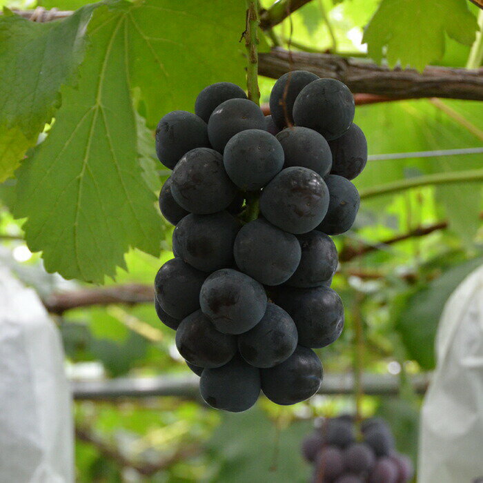 【ふるさと納税】 【期間限定発送】 ぶどう 3種 食べ比べ セット ( シャインマスカット ピオーネ クイーンニーナ マイハート クイーンセブン ) [tk06ayt020007 山形県 高畠町 四釜昌和] ぶどう ブドウ 葡萄 マスカット 大粒 種なし 果物 フルーツ くだもの サムネイル3