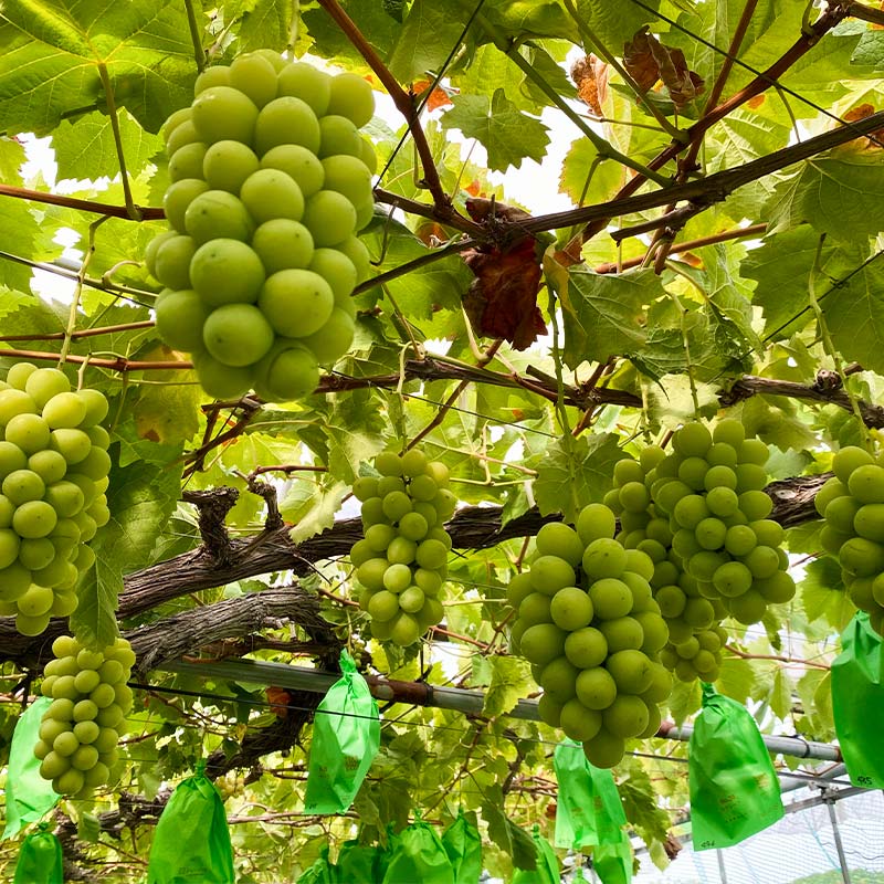 【ふるさと納税】 【期間限定発送】 シャインマスカット 3房 約2kg [相良果樹園 山形県 高畠町 tk06ayt350004] ぶどう ブドウ 葡萄 マスカット 大粒 種なし 高級 くだもの 果物 フルーツ 秋果実 産地直送 農家直送 数量限定 果物 フルーツ くだもの サムネイル2