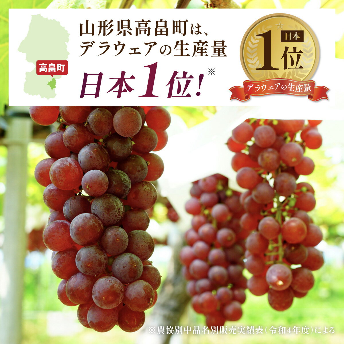 【ふるさと納税】 【期間限定発送】 ぶどう デラウェア 秀品 10〜12房 約 2kg [安達敏幸 山形県 高畠町 tk06ays830007] 種無し ブドウ 葡萄 くだもの 果物 フルーツ 産地直送 農家直送 サムネイル2
