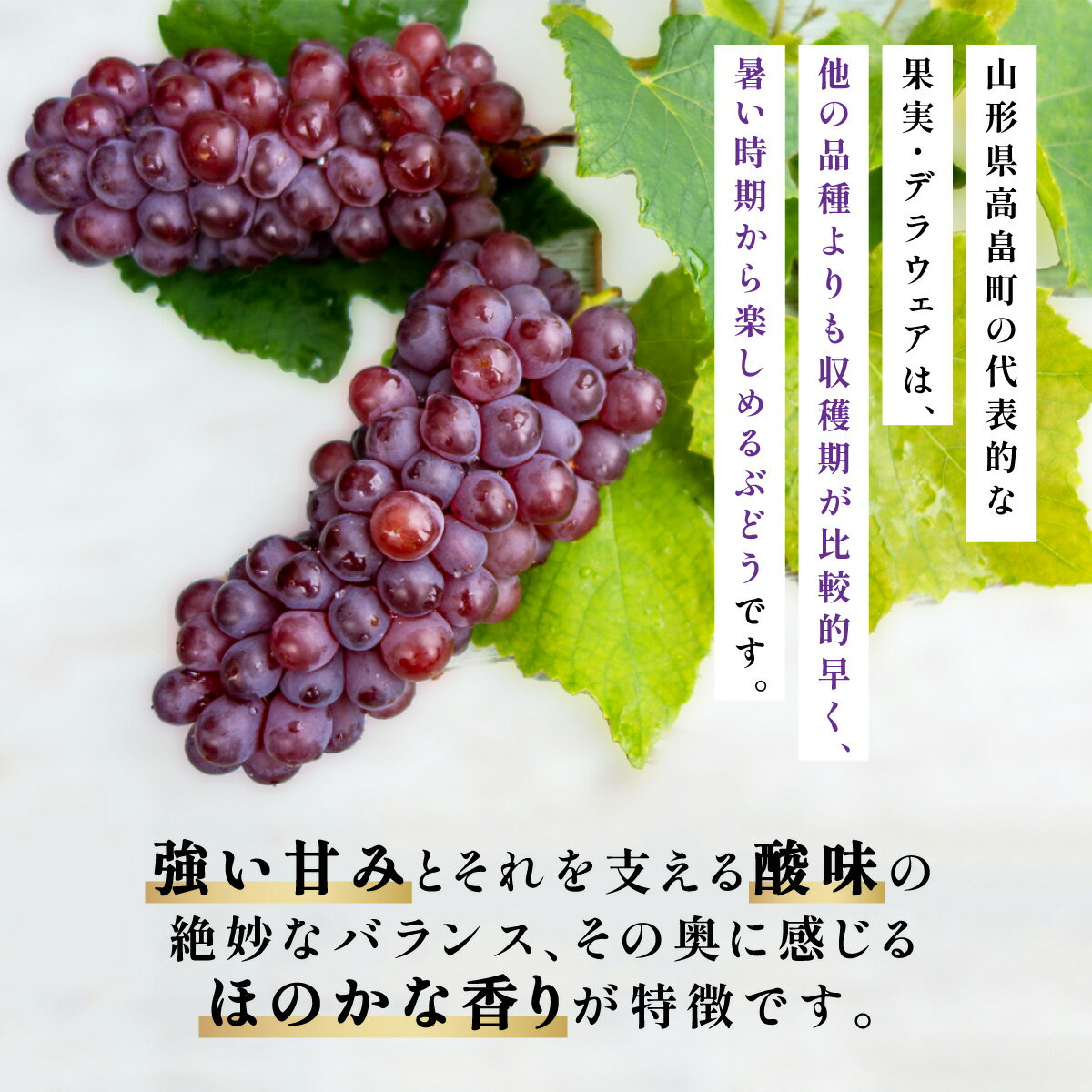 【ふるさと納税】 【期間限定発送】 ぶどう デラウェア 秀品 10〜12房 約 2kg [安達敏幸 山形県 高畠町 tk06ays830007] 種無し ブドウ 葡萄 くだもの 果物 フルーツ 産地直送 農家直送 サムネイル3