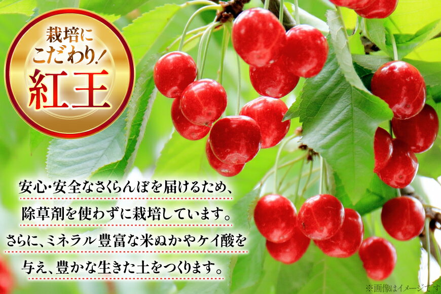 【ふるさと納税】 【期間限定発送】 サクランボ 24粒 秀 3L 紅王 [金子農園 山形県 高畠町 tk06ays950004] 箱入 並び詰め 箱入れ 果物 くだもの フルーツ サクランボ べにおう 化粧箱 サムネイル3