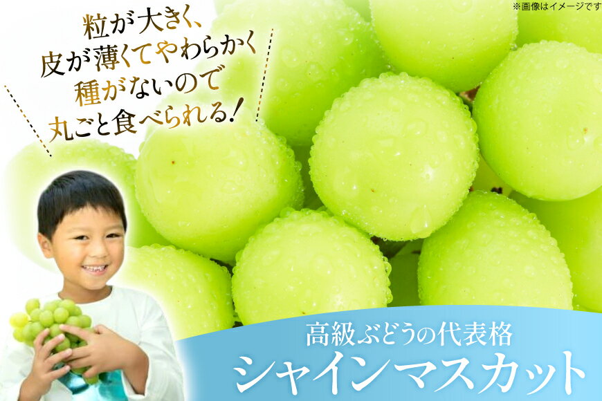 【ふるさと納税】 【期間限定発送】 シャインマスカット 粒 280g 4p 1.12kg 朝採れ [もん前の里 山形県 高畠町 tk06ays960007] フルーツ 果物 くだもの ぶどう ブドウ 葡萄 大粒 甘い サムネイル3