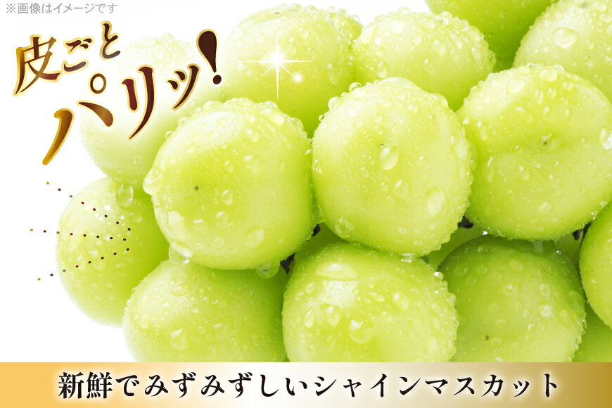 【ふるさと納税】 【期間限定発送】 シャインマスカット 3〜4房 満杯詰め 2kg [本田農園 山形県 高畠町 tk06ays820002] ぶどう ブドウ 葡萄 マスカット 大粒 粒 つぶ ツブ 種なし 果物 くだもの フルーツ 2キロ 箱入り サムネイル2