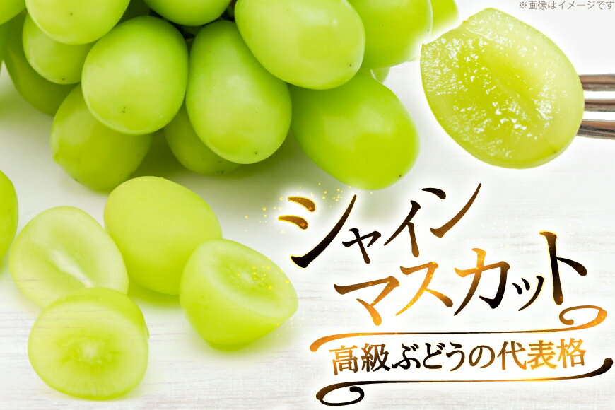 【ふるさと納税】 【期間限定発送】山形県産 シャインマスカット 選べる内容量 800g 1.5kg 2kg [治右衛門果樹園 山形県 高畠町 tk06ays830000] 1房 2房 4房 シャイン マスカット フルーツ 果物 くだもの ぶどう ブドウ 葡萄 1.5キロ 2キロ - 画像2