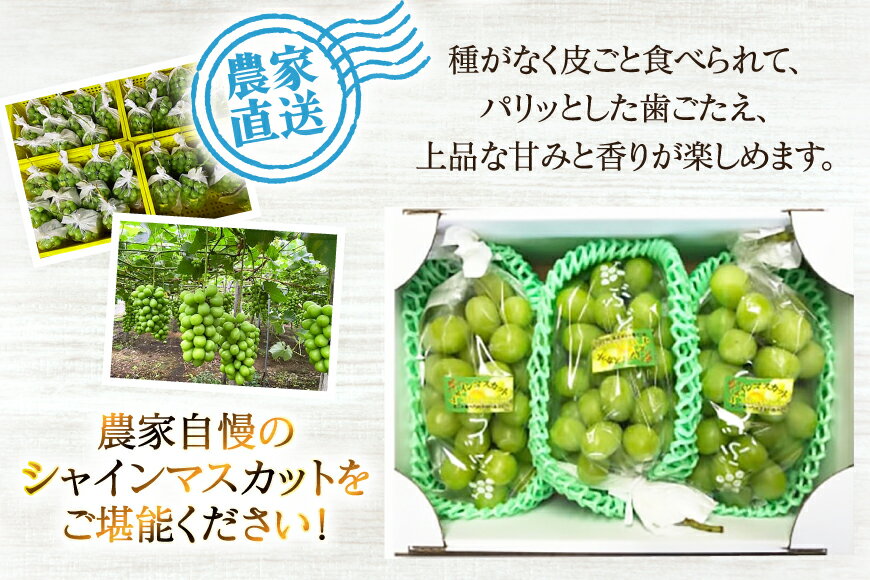 【ふるさと納税】 【期間限定発送】山形県産 シャインマスカット 選べる内容量 800g 1.5kg 2kg [治右衛門果樹園 山形県 高畠町 tk06ays830000] 1房 2房 4房 シャイン マスカット フルーツ 果物 くだもの ぶどう ブドウ 葡萄 1.5キロ 2キロ - 画像3