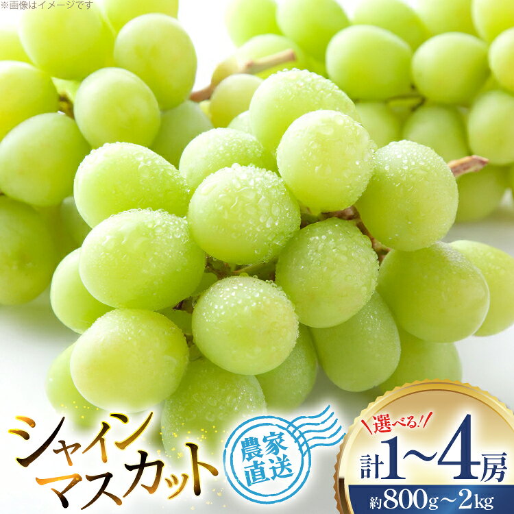 【期間限定発送】山形県産 シャインマスカット 選べる内容量 800g 1.5kg 2kg [治右衛門果樹園 山形県 高畠町 tk06ays830000] 1房 2房 4房 シャイン マスカット フルーツ 果物 くだもの ぶどう ブドウ 葡萄 1.5キロ 2キロ