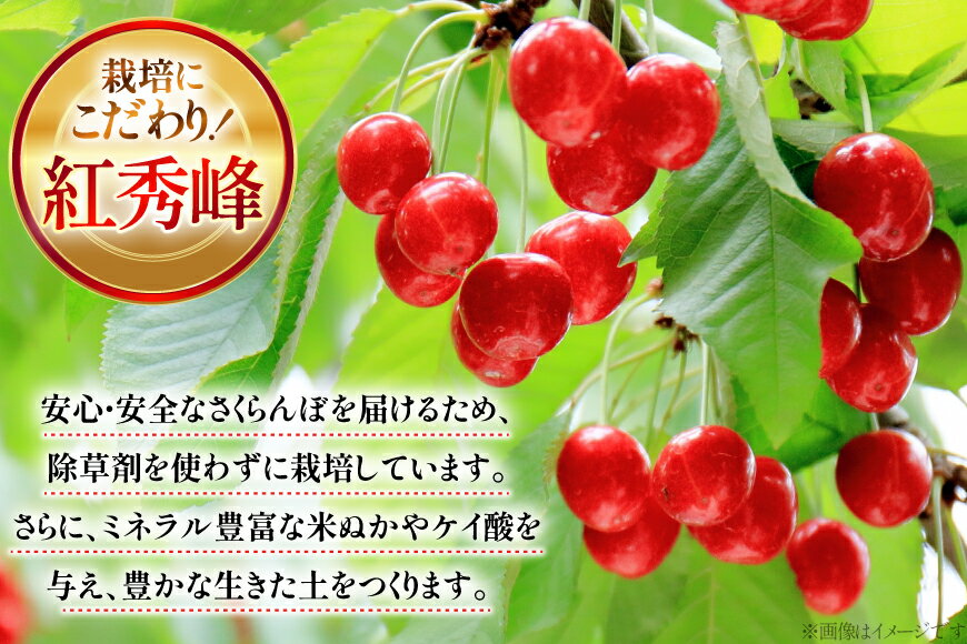 【ふるさと納税】 【期間限定発送】 サクランボ 紅秀峰 秀 2Lサイズ 24粒 [金子農園 山形県 高畠町 tk06ays950003] 箱入 並び詰め 果物 くだもの フルーツ サクランボ べにしゅうほう 化粧箱 サムネイル3