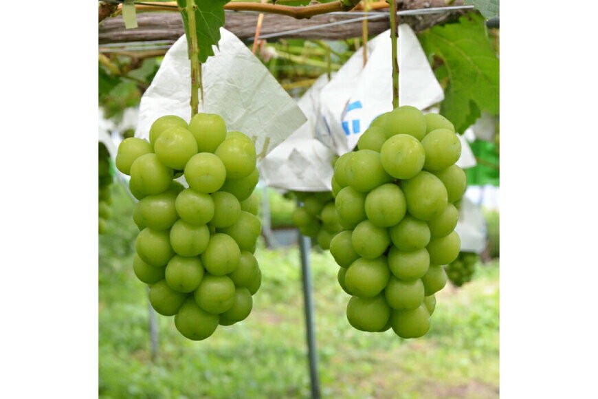 【ふるさと納税】 【期間限定発送】 シャインマスカット 特秀 2房 1.3kg [四釜昌和 山形県 高畠町 tk06ayt020005] ぶどう ブドウ 葡萄 マスカット 大粒 種なし 果物 フルーツ くだもの サムネイル2