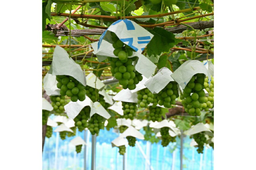 【ふるさと納税】 【期間限定発送】 シャインマスカット 特秀 2房 1.3kg [四釜昌和 山形県 高畠町 tk06ayt020005] ぶどう ブドウ 葡萄 マスカット 大粒 種なし 果物 フルーツ くだもの サムネイル3