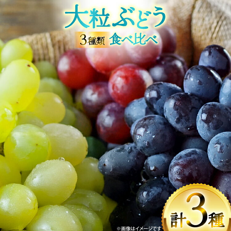 【期間限定発送】 ぶどう 3種 食べ比べ セット ( シャインマスカット ピオーネ クイーンニーナ マイハート クイーンセブン ) [tk06ayt020007 山形県 高畠町 四釜昌和] ぶどう ブドウ 葡萄 マスカット 大粒 種なし 果物 フルーツ くだもの