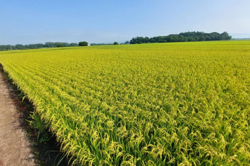 【ふるさと納税】 米 令和7年 特別栽培米 はえぬき 5kg [はまえん 山形県 高畠町 tk06ayt030004] 5キロ お米 ブランド米 ごはん ご飯 白米 精米 こめ - 画像3