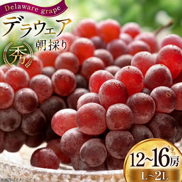 【期間限定発送】 ぶどう 朝採り デラウェア 秀 L～2L 12～16房 約 2kg [Hinataぶどう園 山形県 高畠町 tk06ayt190007] 種無し ブドウ 葡萄 くだもの 果物 フルーツ 産地直送 農家直送