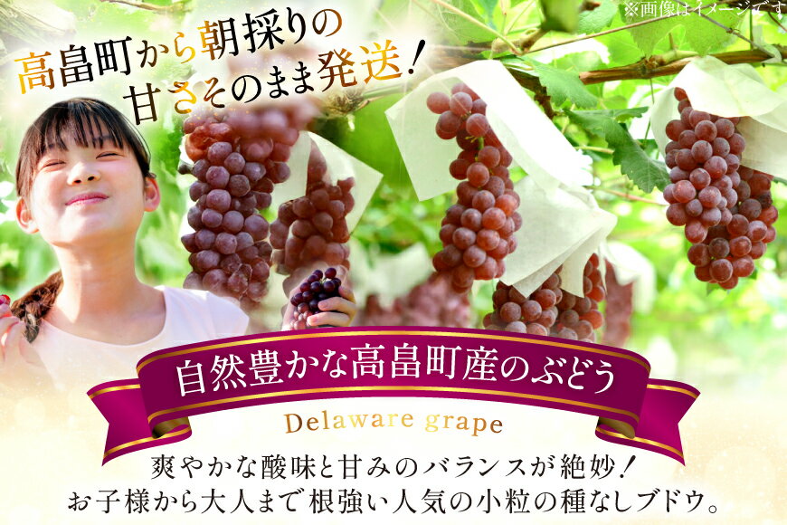 【ふるさと納税】 【期間限定発送】 ぶどう 朝採り デラウェア 秀 L～2L 12～16房 約 2kg [Hinataぶどう園 山形県 高畠町 tk06ayt190007] 種無し ブドウ 葡萄 くだもの 果物 フルーツ 産地直送 農家直送 サムネイル2