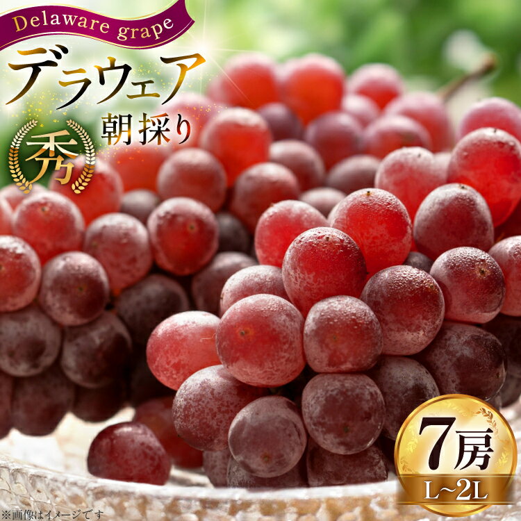 【期間限定発送】 ぶどう 朝採り デラウェア 秀 L～2L 7房 約 1kg [Hinataぶどう園 山形県 高畠町 tk06ayt190008] 種無し ブドウ 葡萄 くだもの 果物 フルーツ 産地直送 農家直送