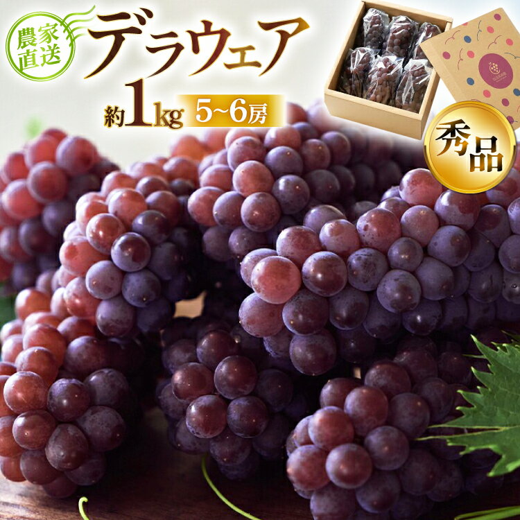 【期間限定発送】 デラウェア 秀品 5〜6房 約1kg [相良果樹園 山形県 高畠町 tk06ayt350000] 贈答用 個包装 種無し ブドウ 葡萄 産地直送 農家直送 フルーツ 果物 くだもの