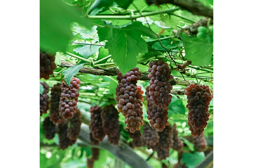 【ふるさと納税】 【期間限定発送】 デラウェア 秀品 5〜6房 約1kg [相良果樹園 山形県 高畠町 tk06ayt350000] 贈答用 個包装 種無し ブドウ 葡萄 産地直送 農家直送 フルーツ 果物 くだもの - 画像2