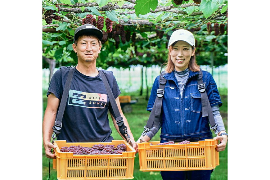 【ふるさと納税】 【期間限定発送】 デラウェア 秀品 5〜6房 約1kg [相良果樹園 山形県 高畠町 tk06ayt350000] 贈答用 個包装 種無し ブドウ 葡萄 産地直送 農家直送 フルーツ 果物 くだもの - 画像3