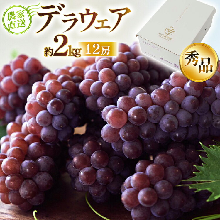 【期間限定発送】 デラウェア 秀品 12房 約2kg [相良果樹園 山形県 高畠町 tk06ayt350001] 贈答用 個包装 種無し ブドウ 葡萄 産地直送 農家直送 フルーツ 果物 くだもの