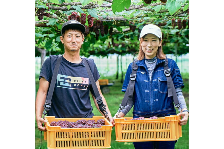 【ふるさと納税】 【期間限定発送】 デラウェア 秀品 12房 約2kg [相良果樹園 山形県 高畠町 tk06ayt350001] 贈答用 個包装 種無し ブドウ 葡萄 産地直送 農家直送 フルーツ 果物 くだもの サムネイル3