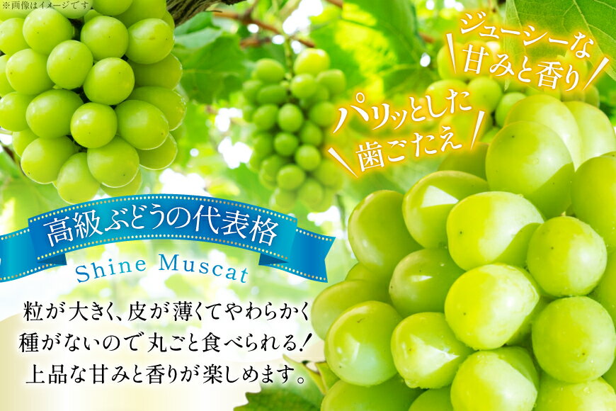 【ふるさと納税】 【期間限定発送】 シャインマスカット 訳あり 贅沢ボリューム セット 2～4房 1.6kg [Yamagenフルーツガーデンレコルト 山形県 高畠町 tk06ayt380005] ご家庭用 ぶどう ブドウ 葡萄 フルーツ 果物 くだもの 1.6キロ 甘い サムネイル2