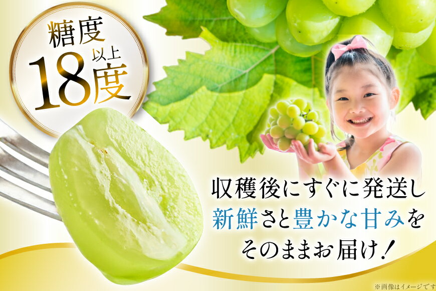 【ふるさと納税】 【期間限定発送】 シャインマスカット 訳あり 贅沢ボリューム セット 2～4房 1.6kg [Yamagenフルーツガーデンレコルト 山形県 高畠町 tk06ayt380005] ご家庭用 ぶどう ブドウ 葡萄 フルーツ 果物 くだもの 1.6キロ 甘い サムネイル3