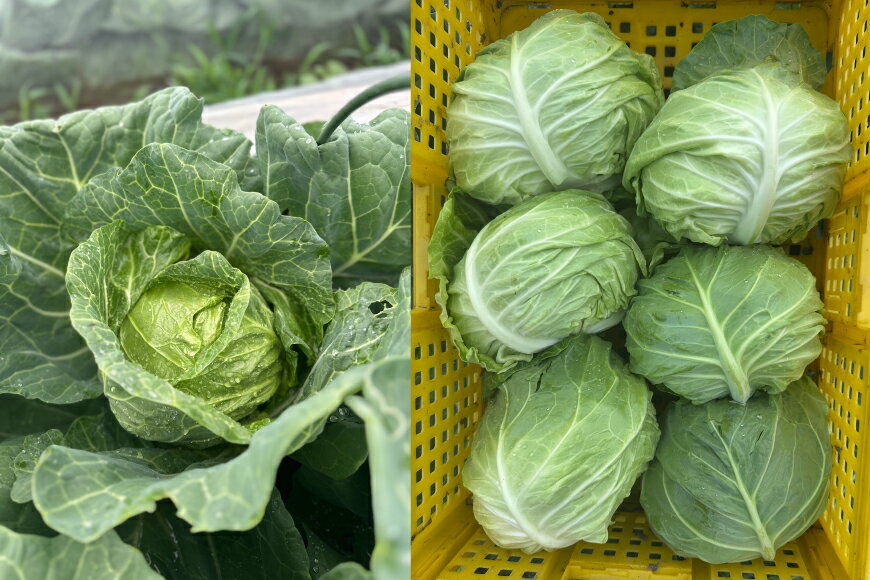 【ふるさと納税】 【期間限定発送】 3種 野菜 ( キャベツ さつまいも 里芋 ) 計約4kg セット [農家の店しゃんくすろーど 山形県 高畠町 tk06bcz250000] やさい 詰め合わせ サツマイモ 芋 さといも 食べ比べ - 画像3