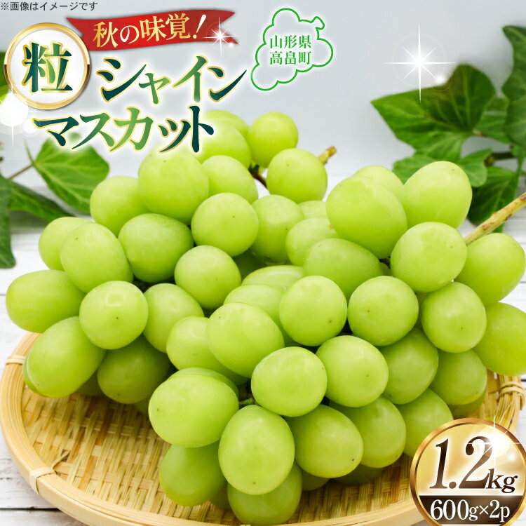 【期間限定発送】 シャインマスカット 約600g 2パック 約1.2kg [本田農園 山形県 高畠町 tk06ays820001] ぶどう ブドウ 葡萄 マスカット 大粒 粒 つぶ ツブ 種なし 果物 くだもの フルーツ